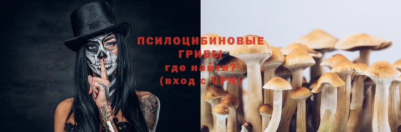 Галлюциногенные грибы Psilocybe  где купить   Армавир 